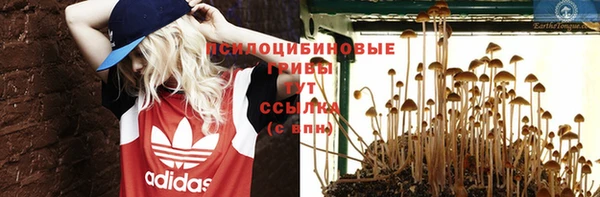 прущие грибы Анжеро-Судженск